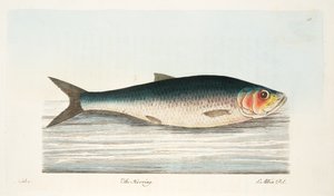 O arenque, de um tratado em peixes e viveiros de peixes, pub. 1832 (gravura colorida à mão)