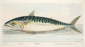 A cavala, de um Tratado sobre peixes e peixes-lagoas, pub. 1832 (gravura colorida à mão)
