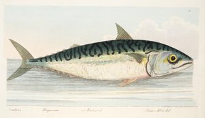 A cavala, de um Tratado sobre peixes e peixes-lagoas, pub. 1832 (gravura colorida à mão)