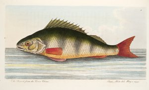O Peck do Rio Reno, de um Tratado sobre peixes e peixes-lagoas, pub. 1832 (gravura colorida à mão)