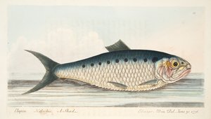 O Shad, de um tratado sobre peixes e peixes-lagoas, pub. 1832 (gravura colorida à mão) de Eleazar Albin