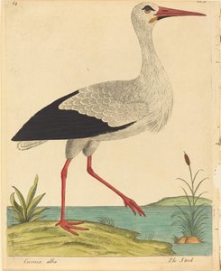 A Cegonha (Ciconia Alba)