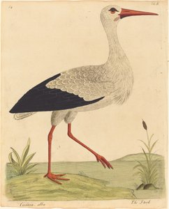 A Cegonha (Ciconia Alba)