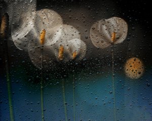 Callas na chuva de Elena Arjona