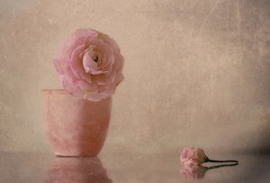 Flor de ranúnculo rosa suave de Elena Arjona