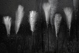 Relva molhada, gotas de chuva