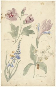 Estudos de flores, incluindo uma íris