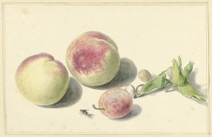 Pêssegos, nozes, uma ameixa e uma mosca de Elisabeth Geertruida van de Kasteele
