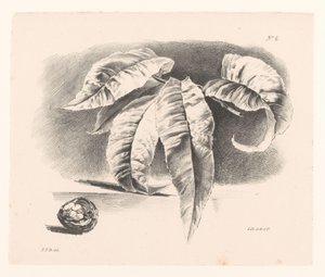 Bladeren em walnoot Princípios de Uso de Flores e Frutas para Iniciantes (título da série) de Elise Therèse Daiwaille