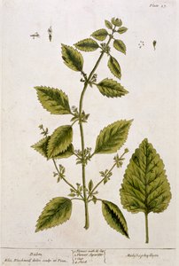 Bálsamo, prato 27 de &39;A Curious Herbal&39;, publicado em 1782 (gravura colorida)