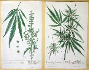Cannabis mas e Cannabis foemina, de &39;Herbarium Blackwellianum&39;, 1757 (caneta e tinta sobre papel)