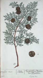Cypress Tree, de 