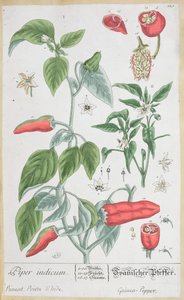 Prato de pimenta-da-índia (Piper Indicum) 129 da edição alemã de &39;A Curious Herbal&39;, publicado em 1757