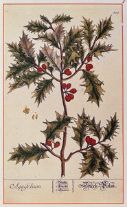 Holly de &39;Um Herbal Curioso&39;, 1782 de Elizabeth Blackwell