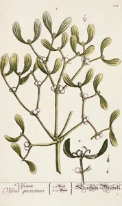 Visco de &39;Um Herbal Curioso&39;, 1782