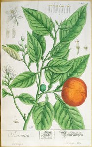 Ramo laranja com fruta, de "A Curious Herbal", publicado em Nuremberga em 1757 (gravura colorida) de Elizabeth Blackwell