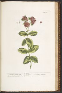 Placa 191, Orpine, ou Live-Long, de 