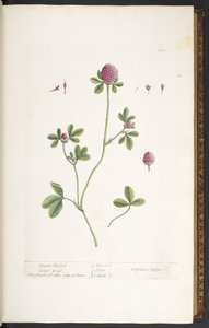Placa 20, Trevo de Trefoil Roxo, de 