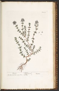 Prato 211, tomilho, de "A Curious Herbal de Elizabeth Blackwell