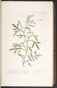 Prato 23, Agrião de Jardim, de 