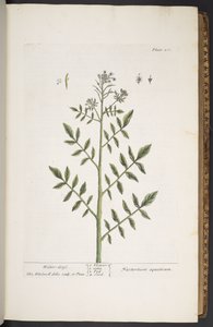 Placa 260, de "A Curious Herbal de Elizabeth Blackwell