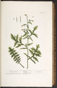 Placa 28, Mostarda de sebe, de 