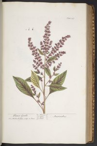 Placa 317, Flower Gentle, ou Amaranthus, de 