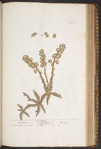 Prato 430, Toothwort, de 