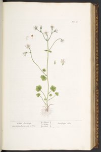 Placa 56, Saxifrage Branco, de 