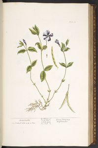 Placa 59, Periwinkle, de 