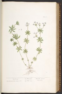 Placa 60, Telhado de madeira de 
