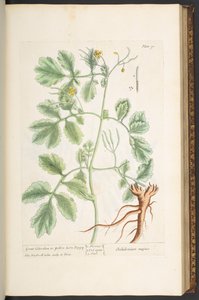 Placa 91, Great Celandine, ou Yellow Horn Poppy, de 
