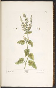 Placa 9, Wood Sage, de 