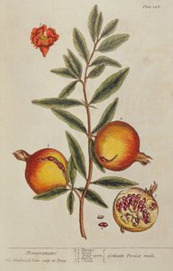 Punica granatum, de A Curious Herbal, 1782 de Elizabeth Blackwell
