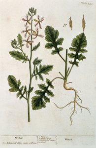 Foguete, placa 242 de &39;A Curious Herbal&39;, publicado em 1782 (gravura a cores)