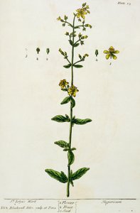 Erva de São João, prato 15 de &39;A Curious Herbal&39;, publicado em 1782 (gravura colorida) de Elizabeth Blackwell