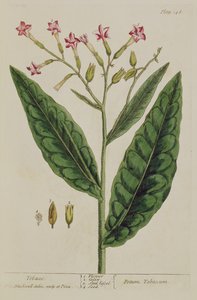 Tabaco, prato 146 de &39;A Curious Herbal&39;, publicado em 1782 (gravura a cores)