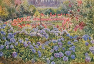 Hortênsias azuis e Cannas cor-de-rosa, Alphen, Wynberg (litografia a cores)