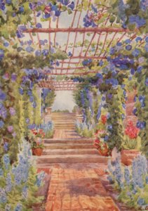 Pérgola coberta com Ipomoea Learii de Grendel, Tygerberg (litografia a cores)