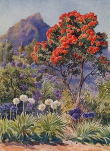 Eucalipto de floração escarlate, perto da Cidade do Cabo (litografia a cores)