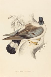 Columba Leuconota (pombo da neve)