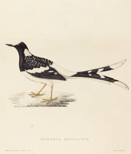 Enicurus Maculatus (Forktail manchado)
