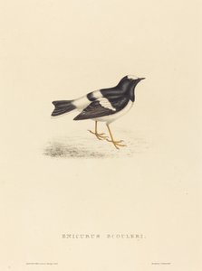 Enicurus Scouleri (Pequeno Forktail)