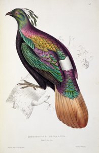 Faisão de Monal do Himalaia, de "Um século de pássaros das montanhas do Himalaia", de 1830 a 1832, de John Gould (1804-1841)