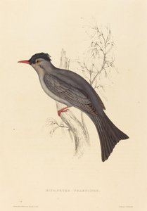 Hypsipetes Psaroides (bulbul preto)