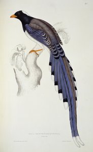 Pica Erythrorhyncha, de &39;Um século de pássaros das montanhas do Himalaia&39;, 1830-32, por John Gould (1804-81)