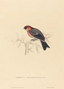 Pyrrhula Erythrocephala (curió ruivo)