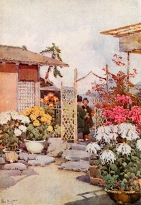 Crisântemos, Kyoto (cor litho) de Ella Du Cane