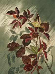 Folhas de outono à chuva