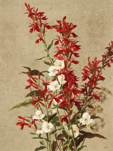 Flores-cardinais